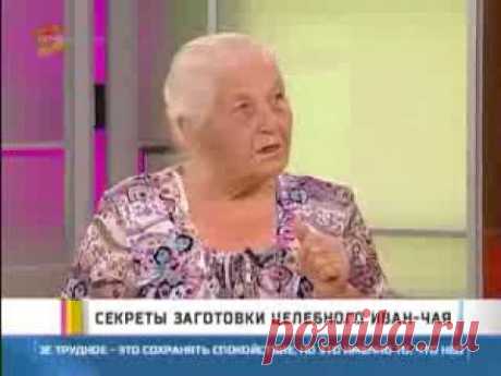 Секреты заготовки целебного Иван-чая