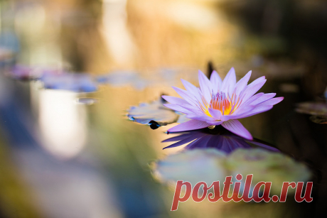 A Lily | In the Botanical Gardens. | M Hooper | Flickr