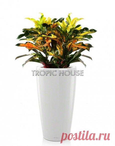 Кротон Вилма RONDO 32/110 см в кашпо: купить в интернет магазине с доставкой по Москве и МО