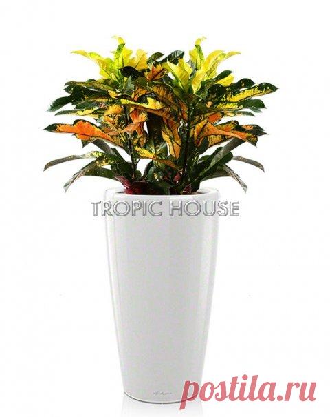 Кротон Вилма RONDO 32/110 см в кашпо: купить в интернет магазине с доставкой по Москве и МО