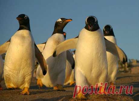 Почему пингвины не мерзнут в холод? | Все умницы