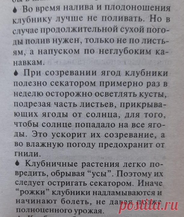 Огород.
Про клубнику.