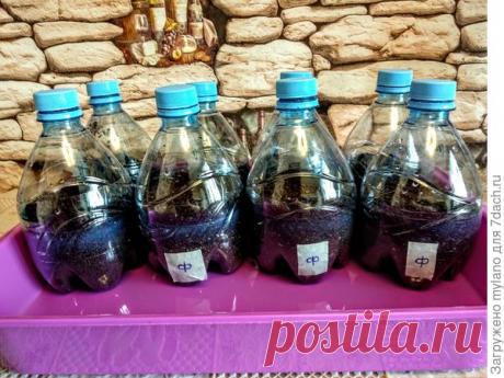 "Инкубаторы" для посева из пластиковых бутылок