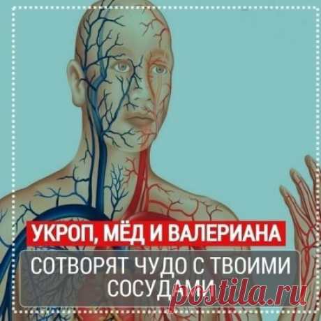 Укроп, мёд и валериана! Всего 1 столовая ложка сотворит чудо с твоими сосудами.