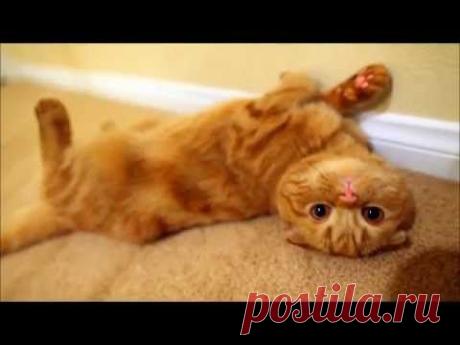 СМЕШНЫЕ КОШКИ ...