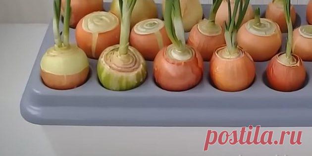 Как вырастить зелёный лук на подоконнике - Лайфхакер