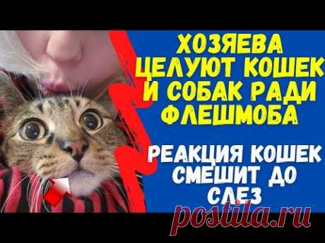 ФЛЕШМОБ! Хозяева Целуют Кошек И Собак И Смотрят На Их Реакцию. Реакция Кошек Смешит До Слез!