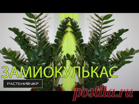Долларовое дерево или комнатный цветок замиокулькас: посадка, уход, размножение