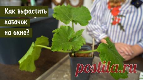 Дачные Сезоны с Мариной Рыкалиной | Как вырастить кабачок на окне?