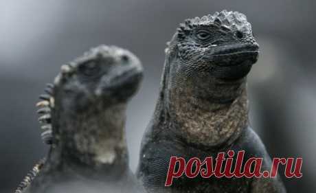 Галапагосы: уникальный уголок нетронутой природы на планете Земля