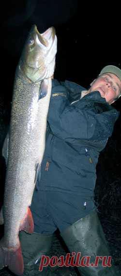 Таймень Сихотэ-Алиня  
Июль 2006 года. Хабаровский край. Ржавый от таежной грязи “крузак” с бычьим упорством зарылся в очередную протоку. Восемь часов неимоверной тряски. День почти уснул. Удэгейская деревня Красный Яр. В…