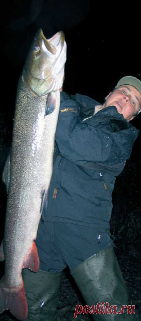 Таймень Сихотэ-Алиня  
Июль 2006 года. Хабаровский край. Ржавый от таежной грязи “крузак” с бычьим упорством зарылся в очередную протоку. Восемь часов неимоверной тряски. День почти уснул. Удэгейская деревня Красный Яр. В…