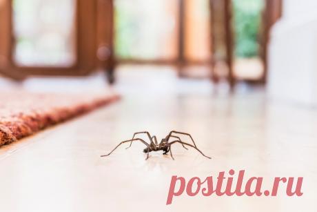 Как избавиться от пауков в доме? Фото — Ботаничка.ru