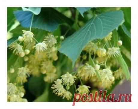 Свойства липы