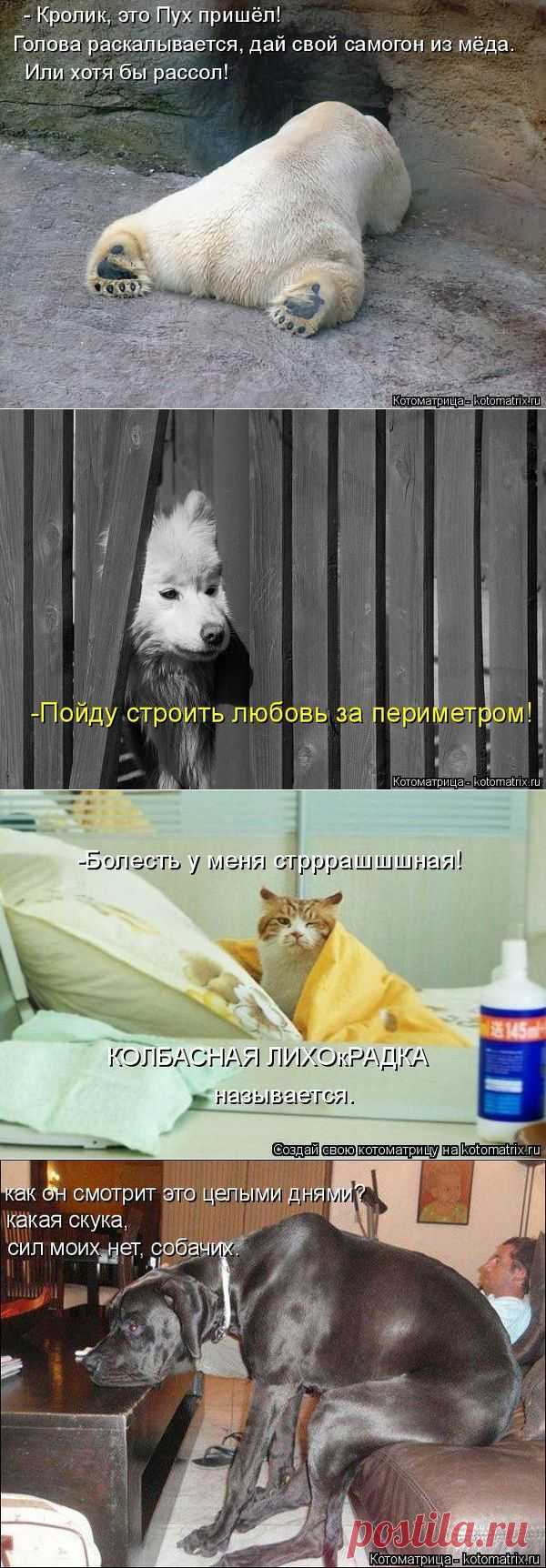 Новая котоматрица - 18.02.2015 - С миру по нитке, а у меня блог.