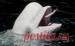 Язык дельфинов кит-белуха одолел за два месяца | Все умницы