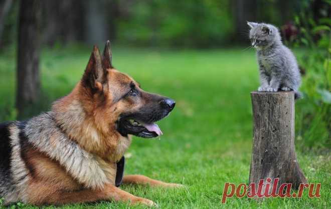 Как правильно помыть кота и остаться в живых))))
