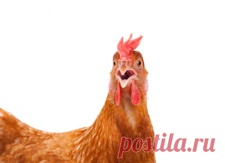 9 фактов, о которых стоит знать прежде, чем завести кур