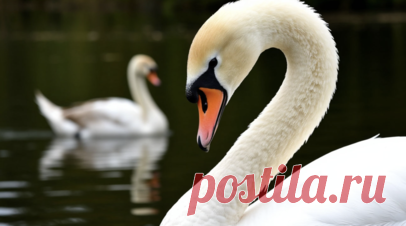 В Татарстане объяснили, почему лебеди могут оставаться в регионе на зимовку. В Госкомитете Татарстана по биоресурсам напомнили, что лебеди могут оставаться на территории региона до конца ноября или даже перезимовать, не улетая в тёплые страны. Читать далее