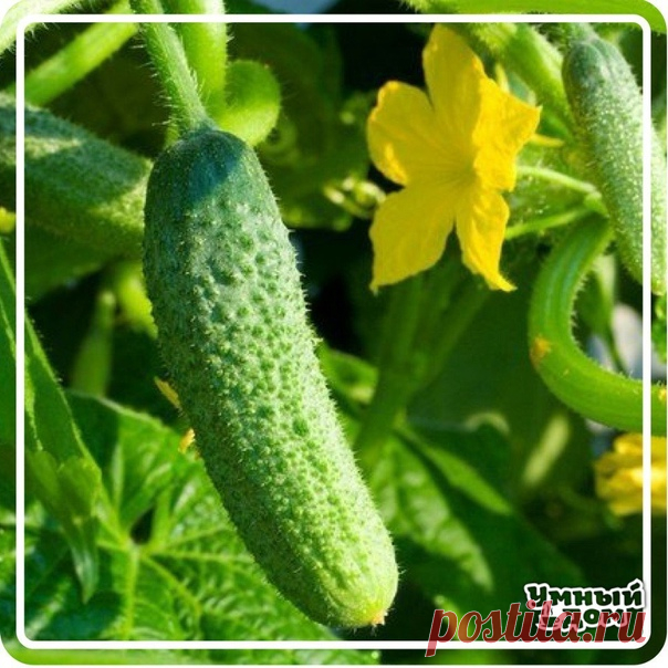 Огурцы: 60 вёдер с 7 метровой грядки! Чтобы не потерять заметку, жмите нравится, а потом поделиться Опытные огородники получают первый урожай огурцов уже в начале июня! Все секреты урожайной огуречной грядки: 1. Делаем теплую грядку, т. е. выкапываем траншею по середине грядки (сажаем огурцы в один ряд) на полтора штыка лопаты в глубину 2. Заполняем ее на треть отходами огородными от прошлого года, 3. Кладем навоз желательно тоже прошлого года, 4. Добавляем золу, 5. Удобрение нитроамофоска 6.…