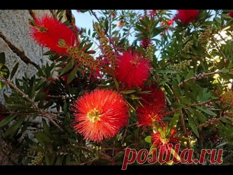 Каллистемон. Обрезка. Формирование кроны (Callistemon)