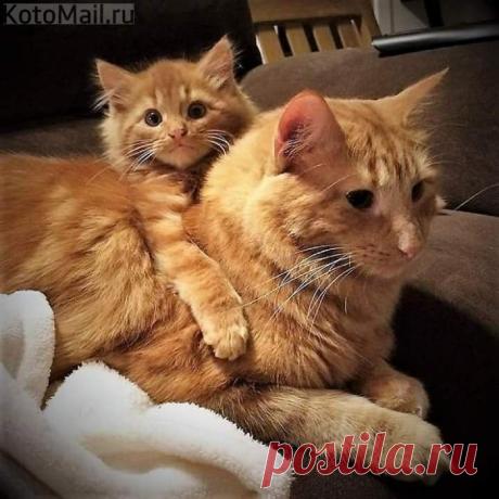 Мамочка, моя