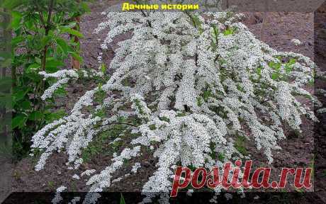 Три десятка самых неприхотливых многолетних цветов и декоративных кустарников: посадил и забыл | Дачные истории | Яндекс Дзен