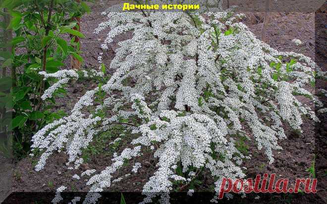 Три десятка самых неприхотливых многолетних цветов и декоративных кустарников: посадил и забыл | Дачные истории | Яндекс Дзен