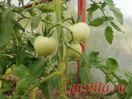 Почему помидоры гниют снизу: ваш урожай не успеет даже созреть. Устраните главную причину – нестабильность влаги, и черные пятна на помидорах останутся в прошлом.