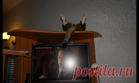 Юмор с пушистым хвостом! Подборка фото для поднятия настроения: в объективе смешные котики! | 😺 ПетКлаб | Яндекс Дзен