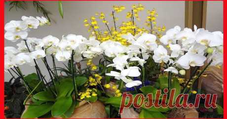 COMO CUIDAR DE ORQUIDEAS EM CASA ➜ Saiba o que Fazer Para Sua Orquídea Vingar   Suas orquídeas podem manter-se vistosas e saudáveis com poucos produtos químicos, como revela a diretora de relações públicas da Aosp, Elz...