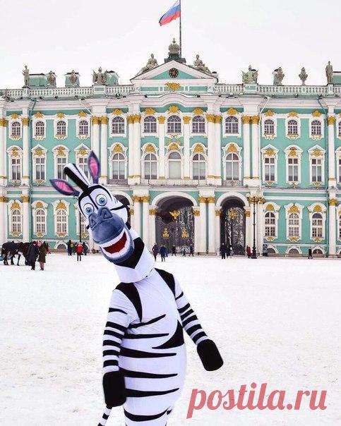 Весельчак Марти у Зимнего дворца.

Автор фото: Наталья Краснова (Natalia_krasnova_).
