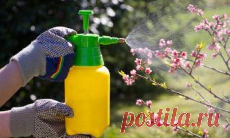 10 самых ранних вредителей: как не пропустить первую обработку сада