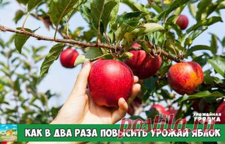 Вот как в два раза повысить урожай яблок

Полив
Самый важный полив – в октябре. Он предотвратит иссушение ветвей в зимний период.

Поливать яблони можно разными способами:

поверхностным – полив по бороздам в междурядьях и по круговым канавкам по диаметру проекции кроны;
дождеванием – веерными, импульсными и «пистолетными» дождевателями;
капельным орошением – по системе труб-шлангов небольшого диаметра.
Капельный полив − самый выгодный. Хотя бы потому, что есть возможность...