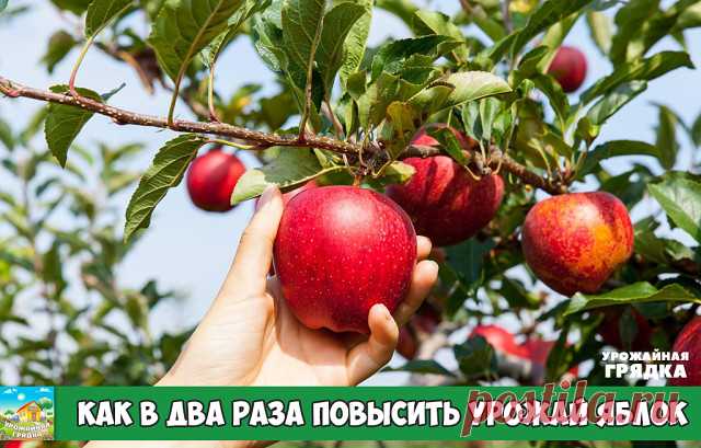 Вот как в два раза повысить урожай яблок

Полив
Самый важный полив – в октябре. Он предотвратит иссушение ветвей в зимний период.

Поливать яблони можно разными способами:

поверхностным – полив по бороздам в междурядьях и по круговым канавкам по диаметру проекции кроны;
дождеванием – веерными, импульсными и «пистолетными» дождевателями;
капельным орошением – по системе труб-шлангов небольшого диаметра.
Капельный полив − самый выгодный. Хотя бы потому, что есть возможность...