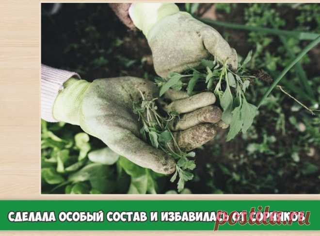 Как я борюсь с сорняками на садовых дорожках и между клумб с цветами? | 6 соток
