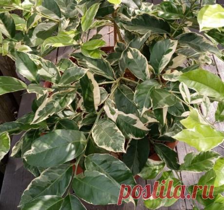 Мой опыт выращивания розового лимона на подоконнике
Это статья для тех, кто любит все необычное и экзотическое. А вы знали, что лимоны бывают не только желтыми, но и розовыми? Да-да! Этот экзотический фрукт я решила вырастить в комнатных условиях. Рассказываю, что из этого получилось. Вариегатная листва розового лимона. Вариегатная листва розового лимона. На самом ли деле розовый лимон розового цвета Сразу скажу, […]
Читай дальше на сайте. Жми подробнее ➡