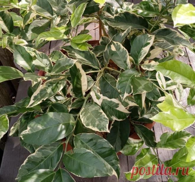 Мой опыт выращивания розового лимона на подоконнике
Это статья для тех, кто любит все необычное и экзотическое. А вы знали, что лимоны бывают не только желтыми, но и розовыми? Да-да! Этот экзотический фрукт я решила вырастить в комнатных условиях. Рассказываю, что из этого получилось. Вариегатная листва розового лимона. Вариегатная листва розового лимона. На самом ли деле розовый лимон розового цвета Сразу скажу, […]
Читай дальше на сайте. Жми подробнее ➡