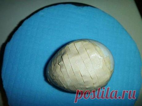 Спасение птенца попугая | Все о наших питомцах