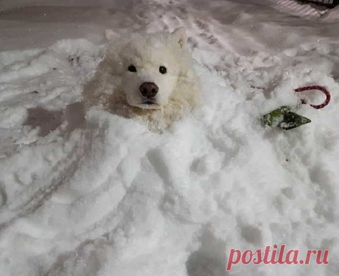 Фотографии самоедов, которые оставили отпечаток лапы на наших сердцах