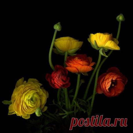 Чарующие цветы от фотографа Магды Индиго