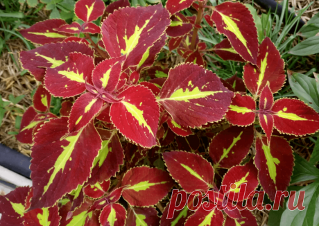 Колеус (Coleus Saturn): фотогалерея сорта ~ Planetalsad