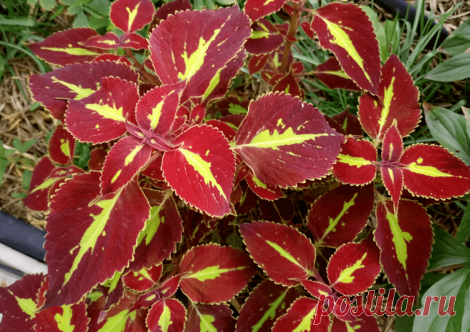 Колеус (Coleus Saturn): фотогалерея сорта ~ Planetalsad