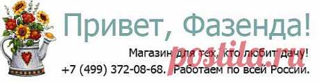 Привет, Фазенда!