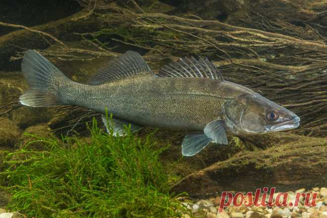 шашлык из судака на мангале  много рецептов