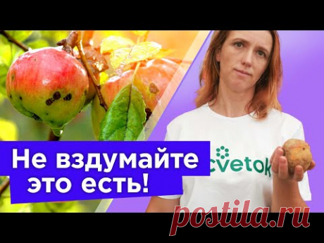 ЕСТЬ ЗАПРЕЩЕНО! ТАКИЕ ЯБЛОКИ И ГРУШИ ОПАСНЫ ДЛЯ ЗДОРОВЬЯ! Вот как опознать опасный фрукт
