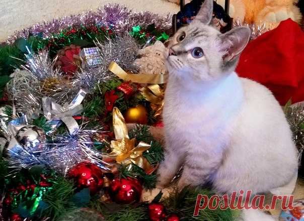Год назад мы стали хозяевами кисы-спинальницы Сонечки...