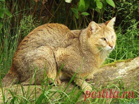 Jack the Jungle Cat relaxing on his log - Изображение The Big Cat Sanctuary, Smarden - Tripadvisor