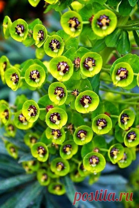 Euphorbia