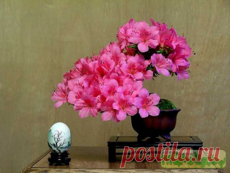 Azalea (Rhododendron) | Живой уголок он-лайн